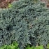 Juniperus squamata 'blue Star' -- Blauer Zwergwacholder